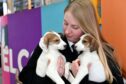 An SSPCA officer with two dogs which came into the care of one of their rescue centres. Image: Kath Flannery/DC Thomson.