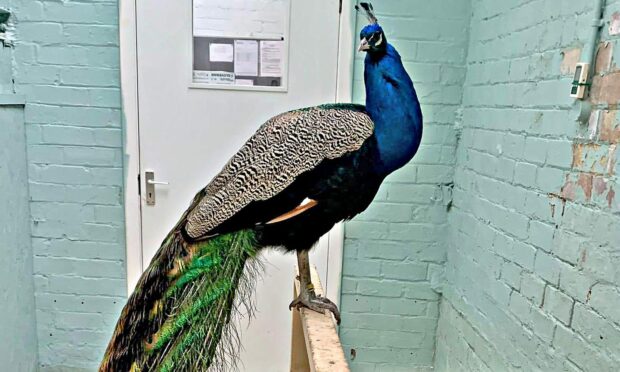 Louis the peacock in Dunfermline