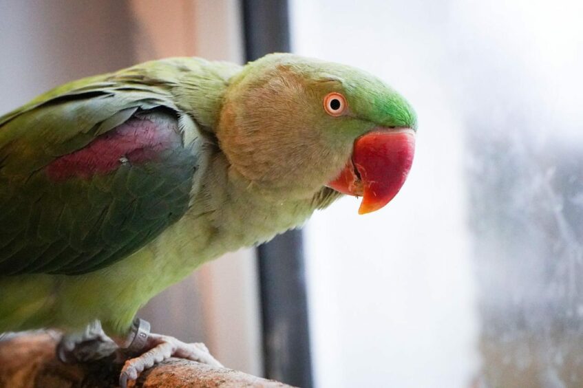 Missing Glenrothes parrot