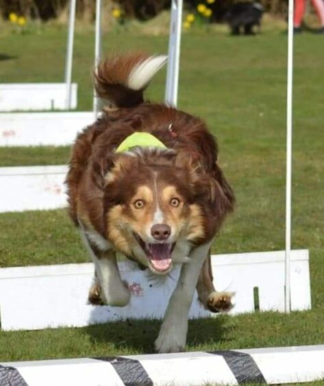 Tayside Tails flyball dog Noah