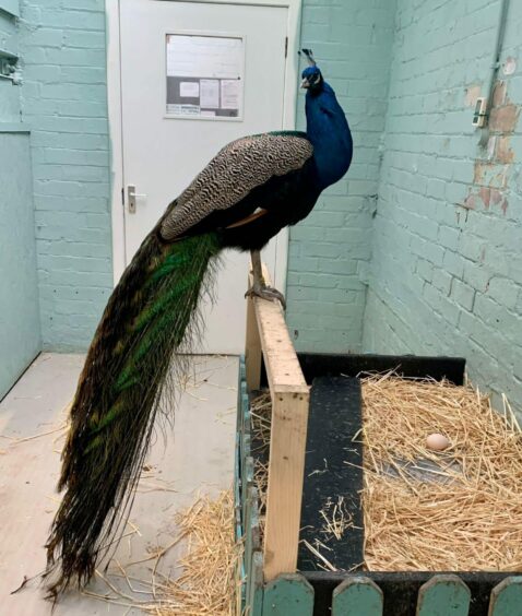 Louis the peacock in the Dunfermline aviary