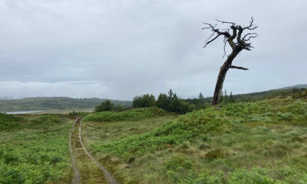 Empty land close to the Black Wood of Rannoch, near Loch Rannoch.. Loch Rannoch.