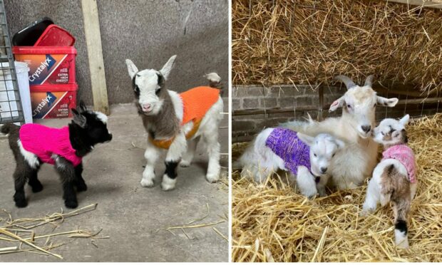 Cute baby goats in coats at Lunan Bay Farm.