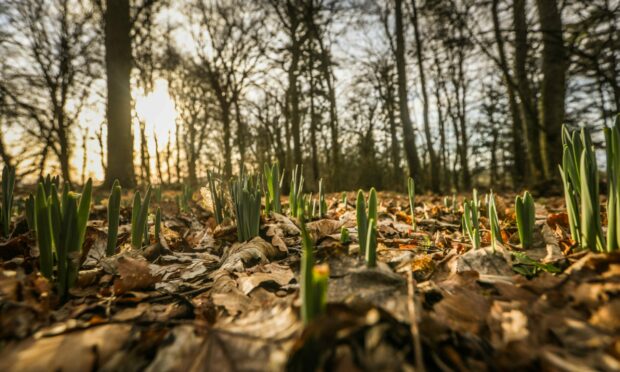 The daffodils at Camperdown Park in Dundee are waking up. Image: Mhairi Edwards/DC Thomson