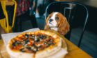 There is no need to dine alone in Perth, as there are many dog-friendly eateries to take your four-legged friend to. Image: Shutterstock