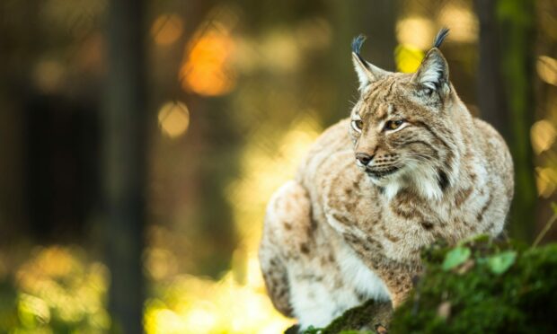 WILD IDEA: There are differing views on lynx reintroduction in Scotland, but it’s helpful to have an informed discussion on the matter.