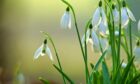 Tayside & Fife is known for it's selection of snowdrops. Image: Supplied