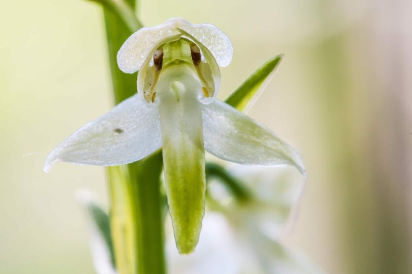 close up of white greater butterfly orchid.