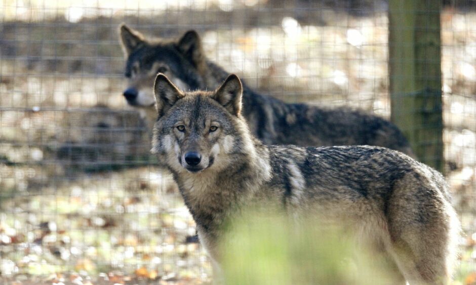 two wolves behind zoo fencing at Camperdown wildlife centre