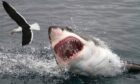 A real attack by a great white shark. But have encounters been faked?
