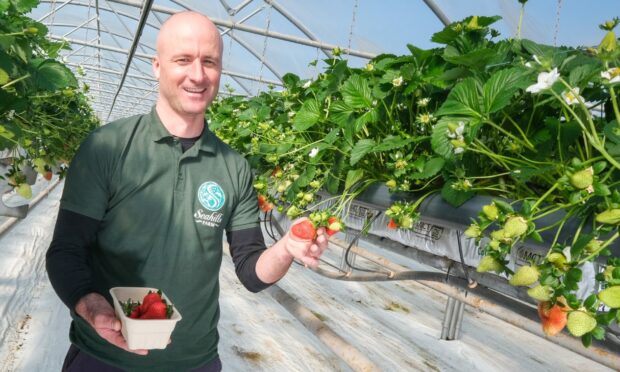 Seahills Farm supervisor Jon Tuta has just picked a fresh basket of Angus strawberries. Image: Paul Reid/DC Thomson