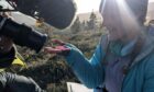 Wild Isles: Ellie Dimambro-Denson displays a moth to the camera high in the Cairngorms National Park as part of an ongoing insect monitoring project.
