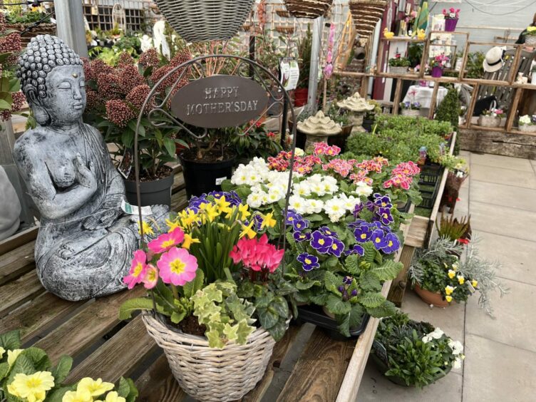 Ashbrook Nursery and Garden Centre's Mother's Day floral display.