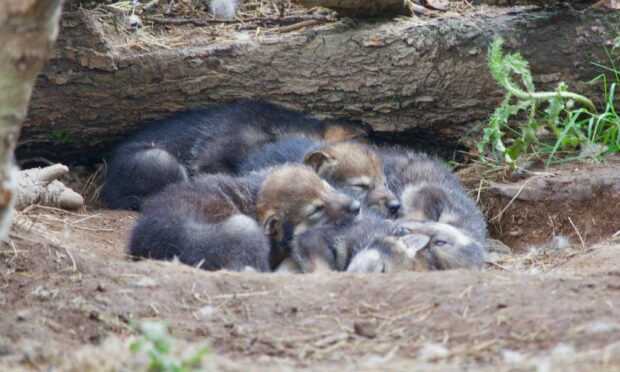 Wolf cubs at Camperdown Wildlife Centre