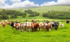 Cattle in pasture