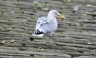 Herring Gull at Johnshaven. Image: Keith Broomfield