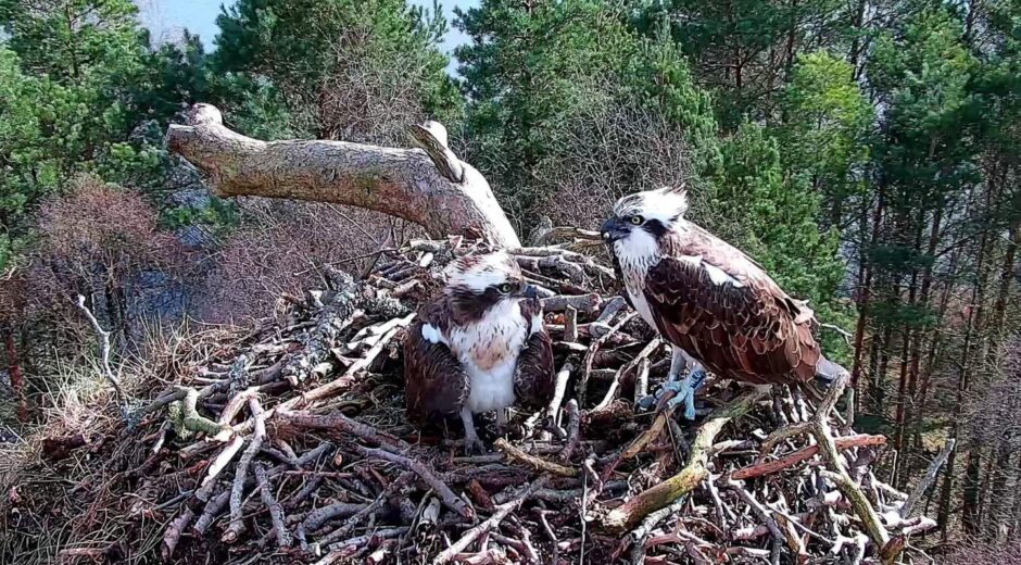 Ospreys at Loch of the Lowes after their arrival on March 17.