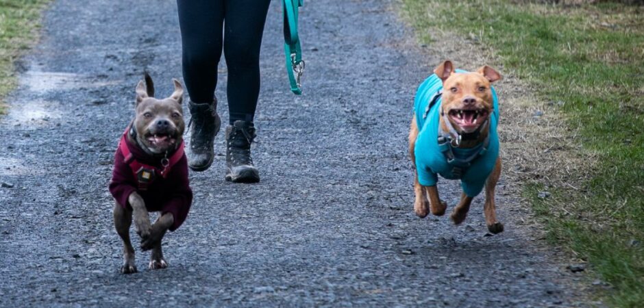 Dogs Blue and Indy enjoying a run.