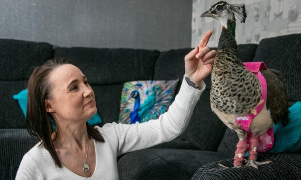 Charley the nappy-wearing peahen with Carlyn Cane. Image: Steve Brown/DC Thomson