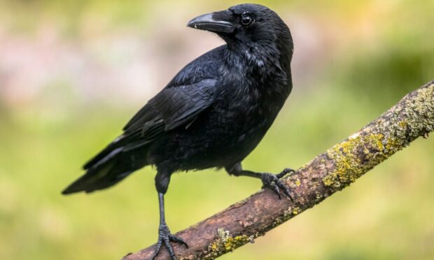 Rab's friend Gabby the crow has been coming for a chat.