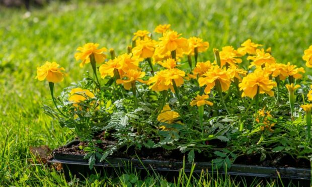 It's the time to bring blooms back into our gardens and nurseries are brimming with trays of seedlings.