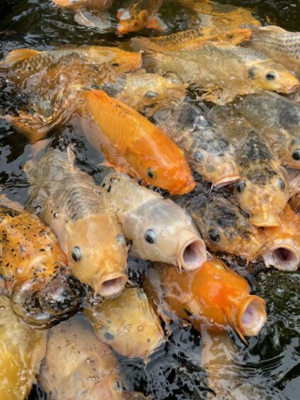 Group of koi carp with their mouths open.