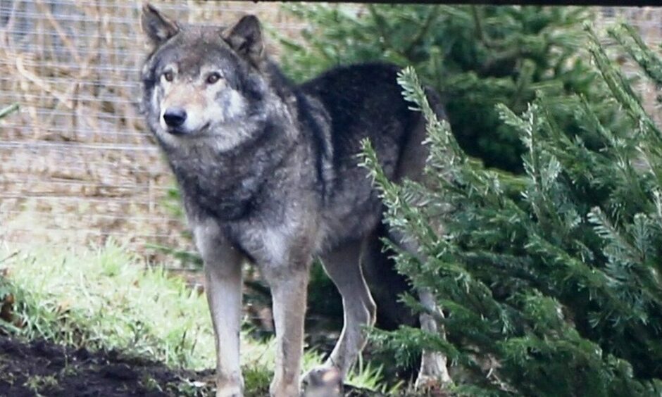 Loki, the alpha male wolf at Camperdown Wildlife Centre