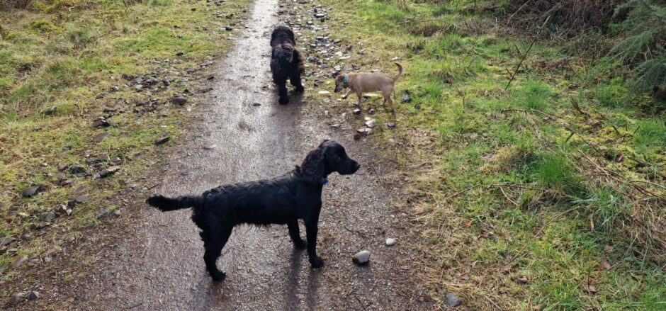 The writer's dogs