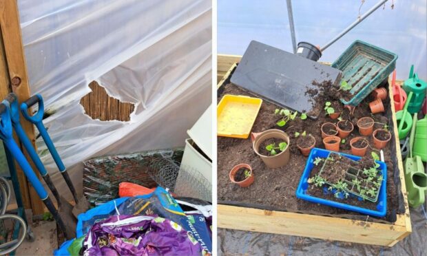 Vandalism in the polytunnels at Fairview School in Perth. Image: Perth and Kinross Council