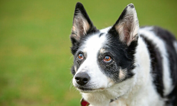 Border collie Fleck, 15, competed in agility until she was 12. Picture: Kim Cessford.