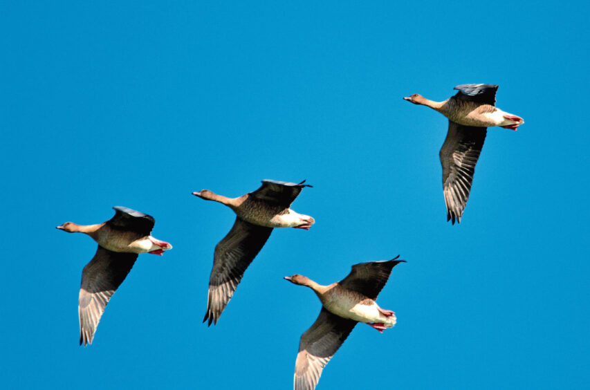 Pink-footed geese at Montrose Basin.