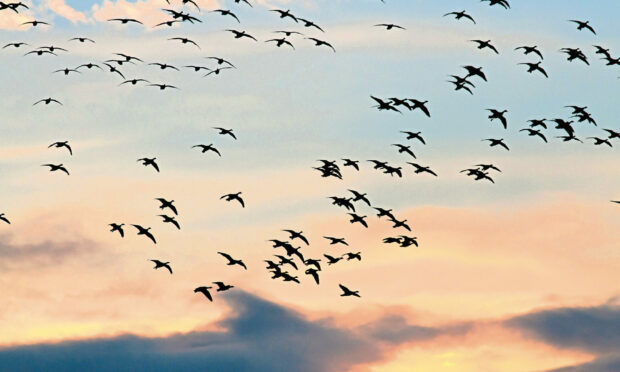 Flock to House of Dun celebrates local birdlife, such as the pink-footed geese found at Montrose Basin. Picture by Steve Gardner.