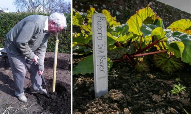 Bill Rodger tending to his garden, and the 'Bill Rodger' rhubarb variety at Kellie Castle. Image: The Rodger family.