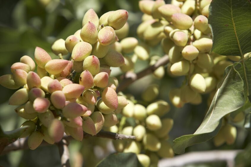 Pistachios growing on a branch. 