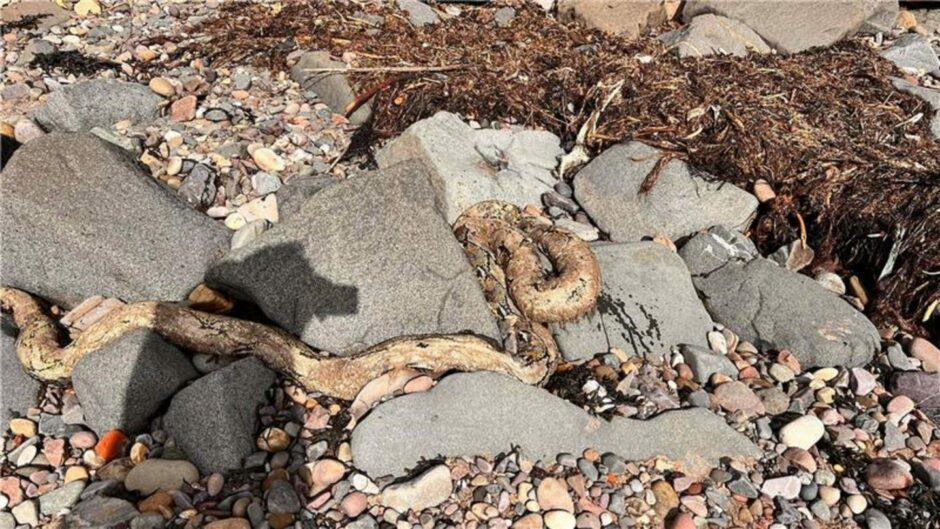 The 10 foot long snake found on Broughty Ferry beach nestled between large rocks.
