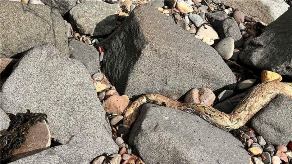Snake found on Broughty Ferry Beach
