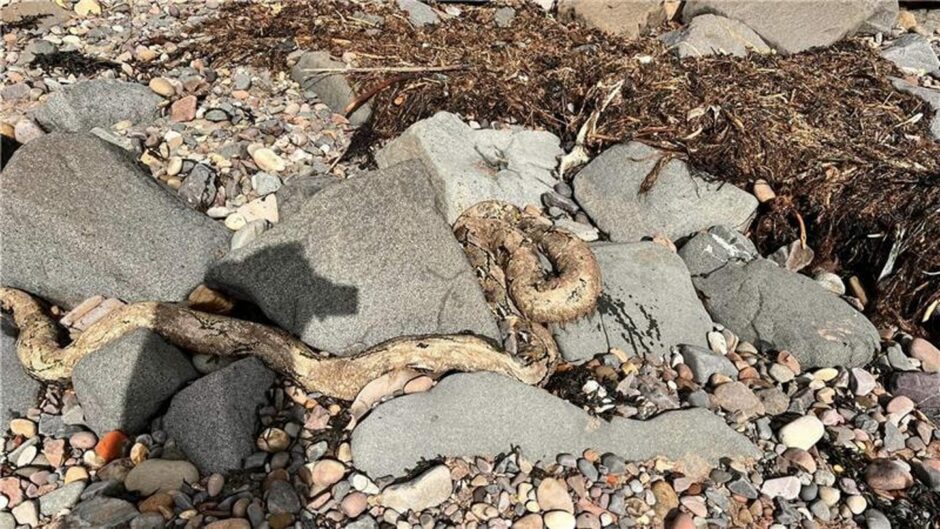 The 10-foot long python was found on Broughty Ferry beach