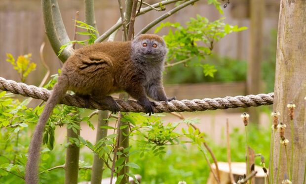 Alaotran gentle lemurs will move into Fife Zoo. Image: Bristol Zoo