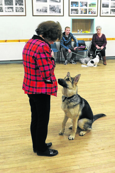 Margaret training a German Shepherd in 2018.