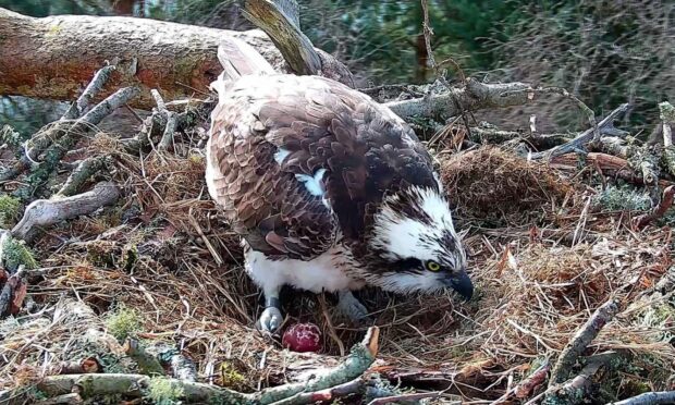 Loch of the Lowes Osprey Blue NCO laid her first egg of the season on Tuesday. Image: Scottish Wildlife Trust