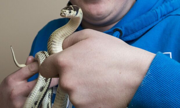 Fife snake Hiss, who was found in a neighbour's bed. Image: Alan Richardson