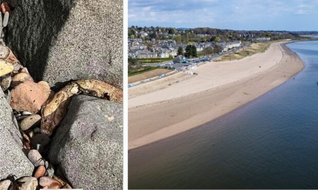 The snake has now been removed from Broughty Ferry beach. Image: James O'Donnell/Steve Brown/DC Thomson