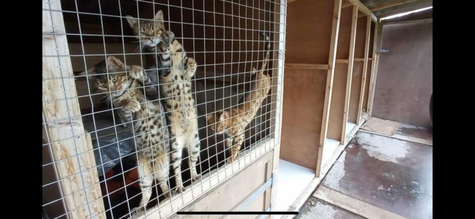 Cats kept in homemade cages at the rear of the property. Image: SSPCA/Crown Office.