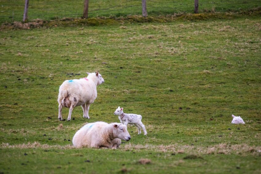 Ewes and their and lambs on Kinnighallen Farm near Aberfeldy, Perthshire. 
