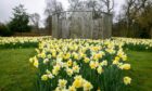 Spring is finally here with daffodils at Riverside Park in Glenrothes.