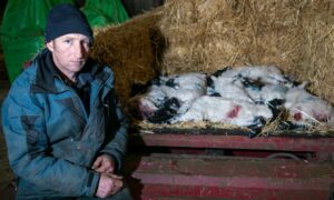 Stuart McDougall with the lambs that died after the suspected dog attack. Image: Steve Brown/DC Thomson
