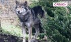 wolf at Camperdown wildlife centre.