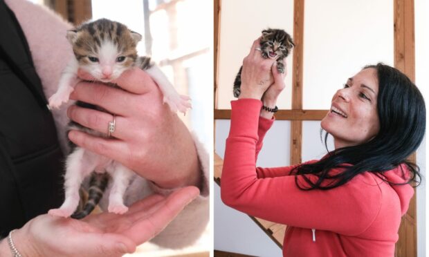 Gayle meets cute kittens at the upgraded Cats Protection Centre in Arbroath. Picture by Paul Reid.