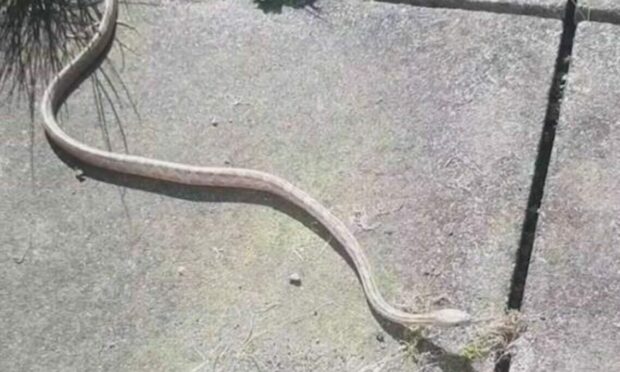 The snake is believed to be a missing pet. Image: Megan Easson.