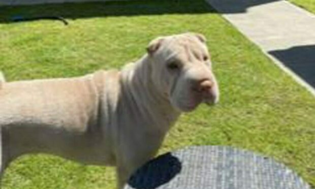 Maddie, a Shar Pei.